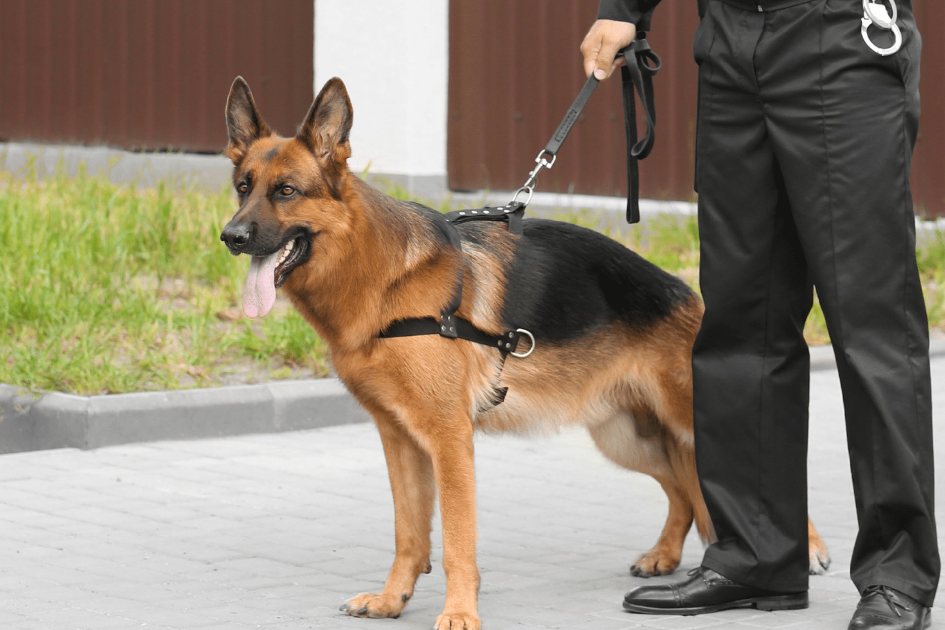 German Shepherd From Oscar Pet World