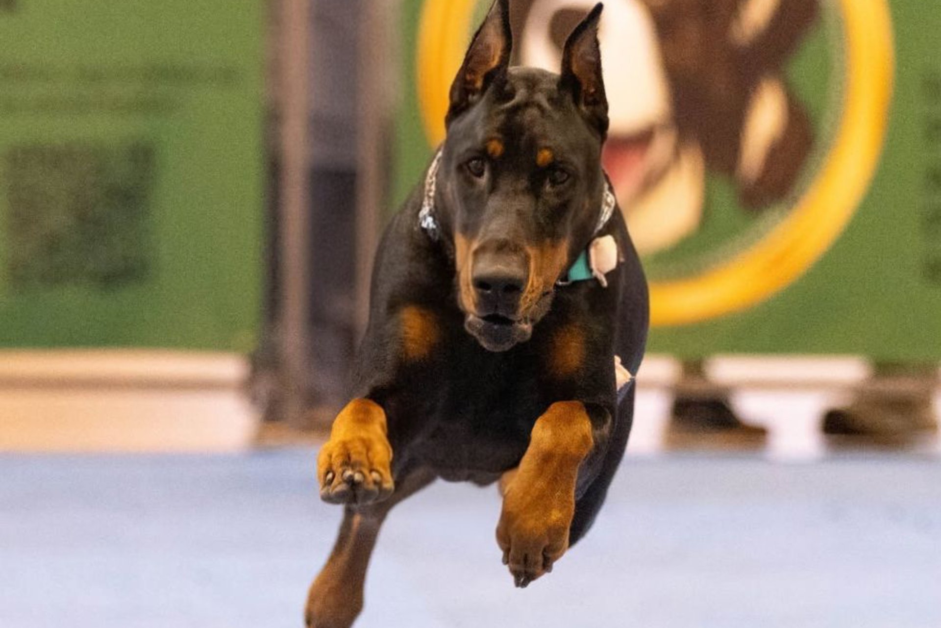 Dog Training Oscar Pet World