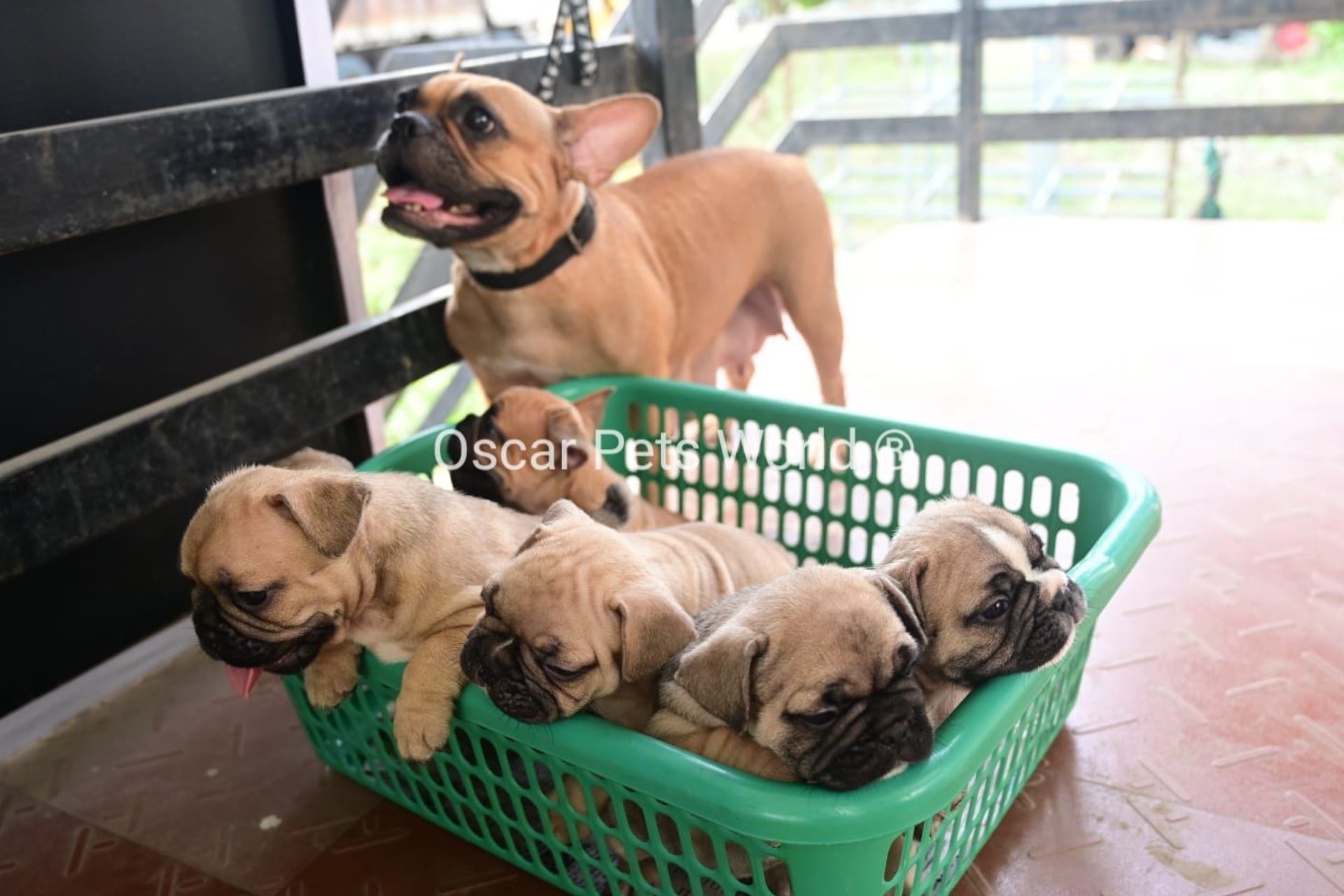 Purebred dogs Oscar Pet World