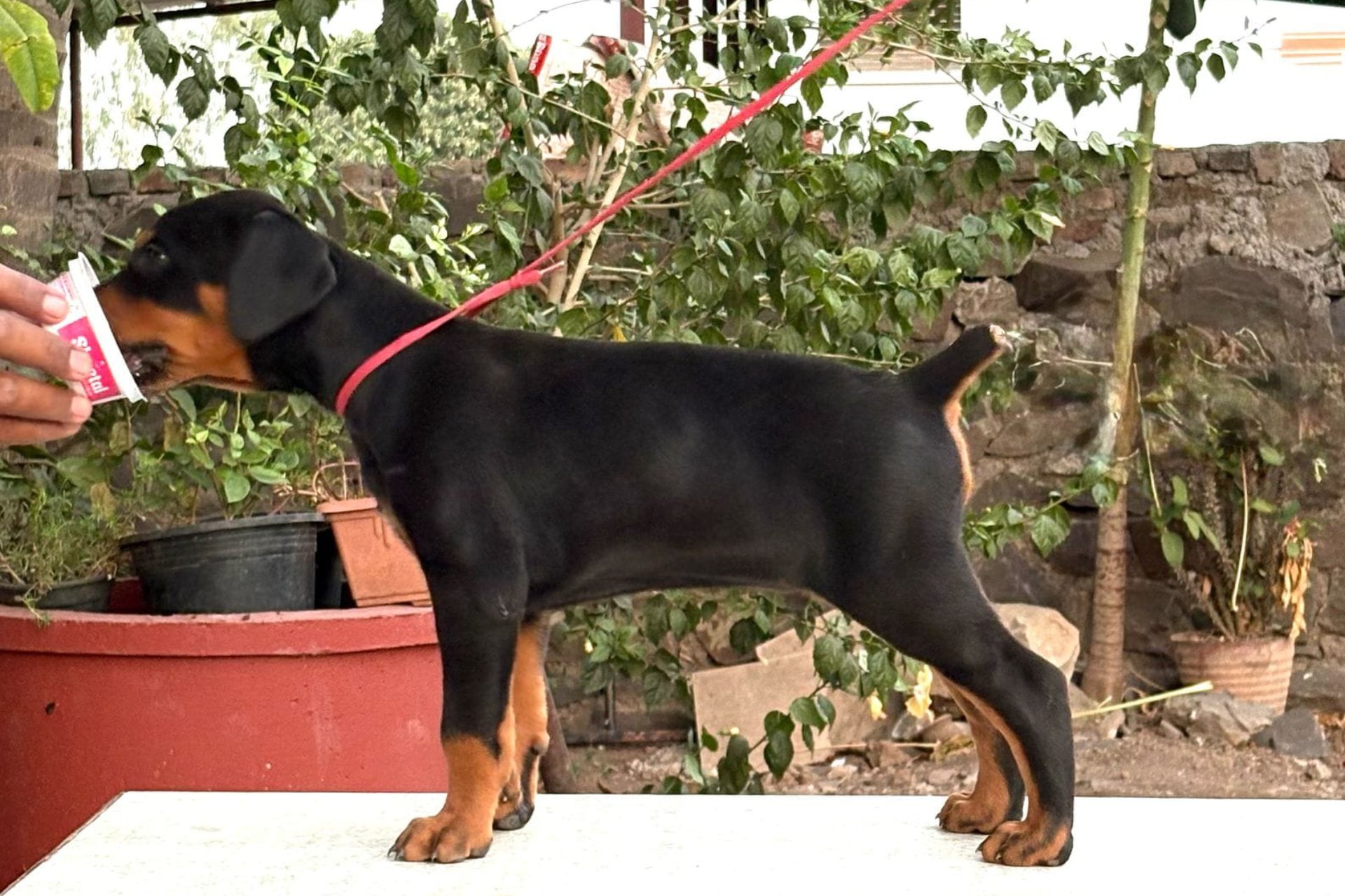 Doberman puppy oscar pet world