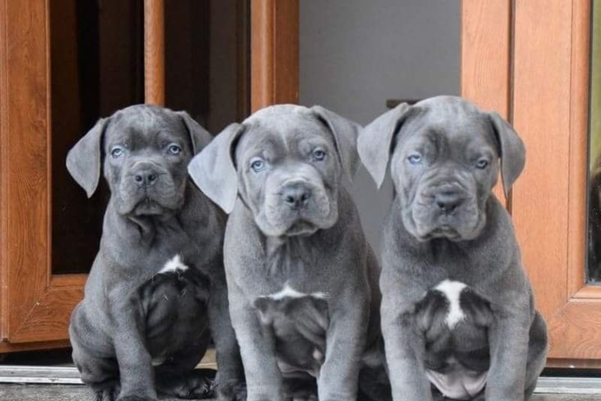 blue Cane Corso puppies