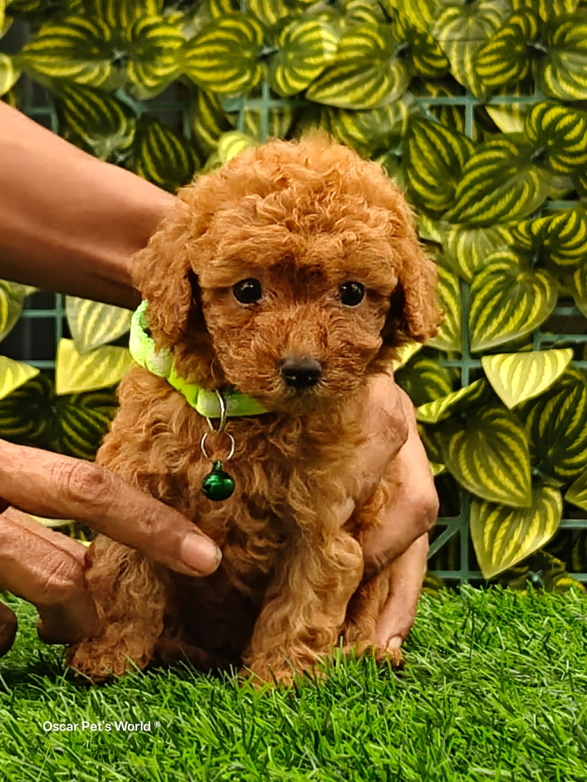 Toy Poodle puppy Oscar Pet World Thane