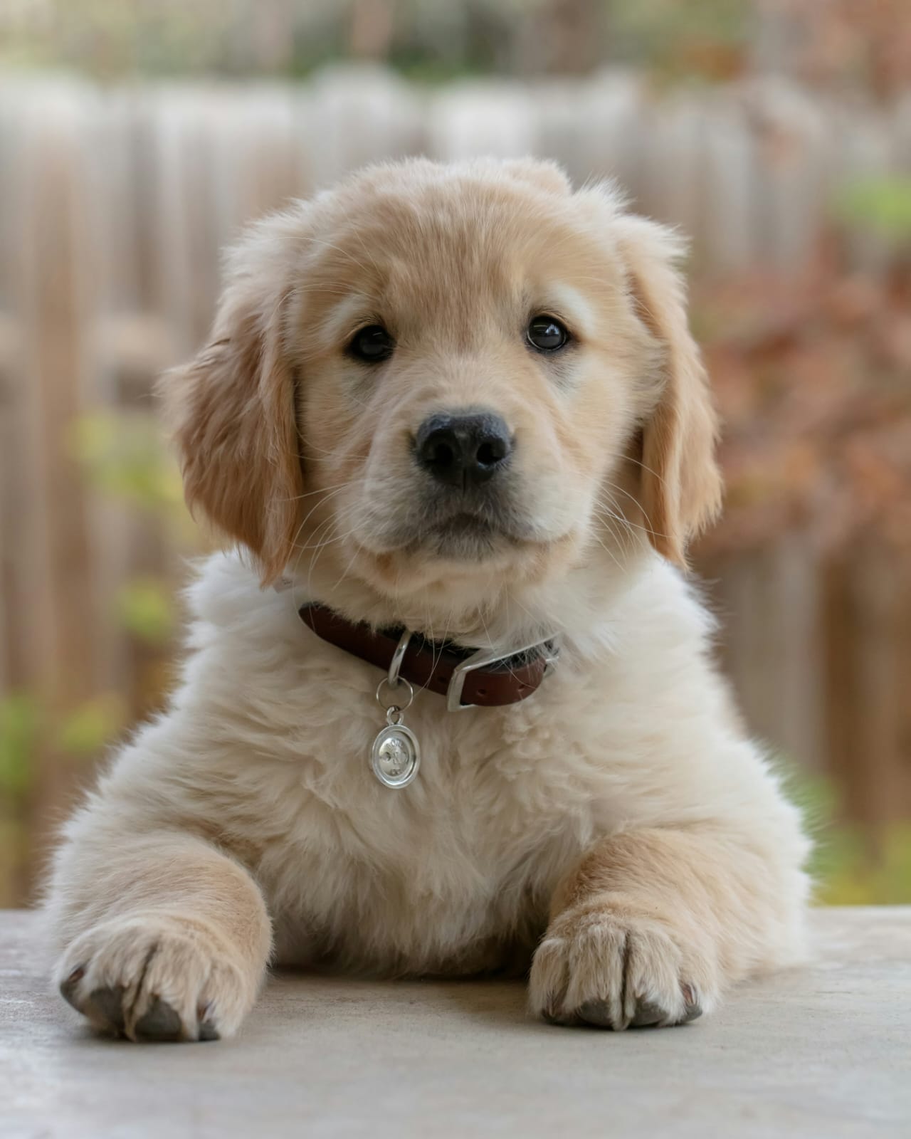 Golden Retriever puppy Oscar Pet World Thane