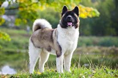 akita