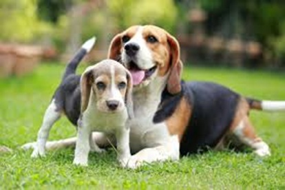 beagle