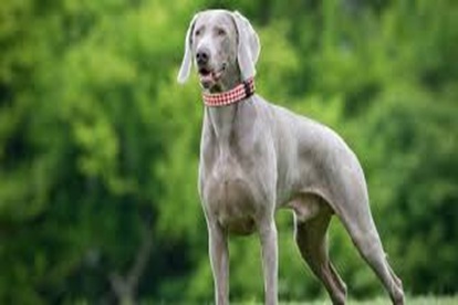Weimaraner